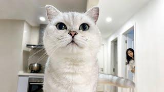 铲屎官挑战一天不理猫，会发生什么？｜花花与三猫 Cat Live