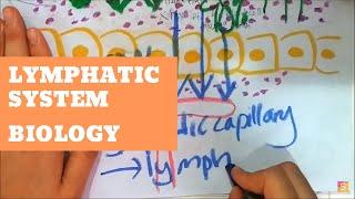 Biology - Lymphatic System