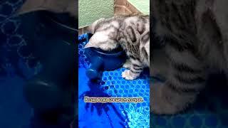 Ух, как я зол. Домашние кошки, что их может разозлить #смешно  #породистыекошки #юмор #кошки