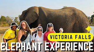 Spending the day with African Elephants at Victoria Falls! #victoriafalls #africanelephants #safari