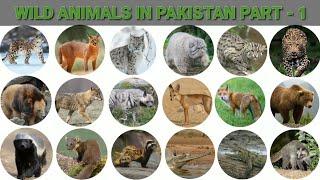 WILD ANIMALS IN PAKISTAN  | Part 1