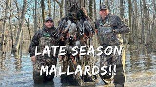 Duck Hunting After The Freeze | Sunny Day Limits After The Thaw!! | Into The Woods w/  Rusty Creasey