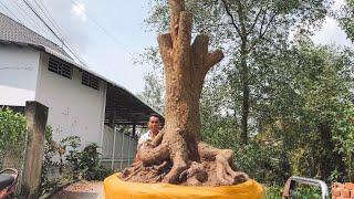 (@TÙNG zalo_#0907255877)#Mai vàng & mai tứ quý phoi Bonsai GL 15/11/2024 ĐC:Q.Ô Môn, TPCT