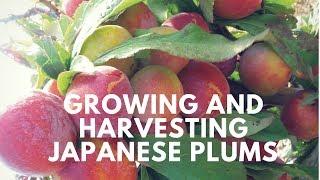 Growing and harvesting Japanese plums from my backyard