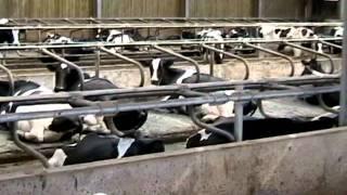 Why is factory farming such a big deal?