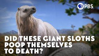 Did These Giant Sloths Poop Themselves to Death?