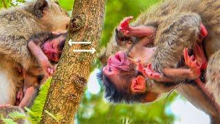 Wild Mother’s Love – Shooocking moments of newborn monkey to survival.