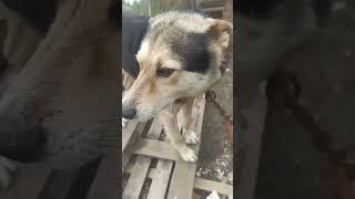 мой пёс рекс