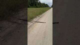 EASTERN DIAMONDBACK RATTLESNAKE !!!