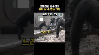고릴라와 원숭이가 같이 살 수 없는 이유 #동물 #고릴라 #원숭이