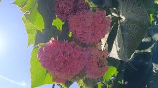 Routine at the farm, lots of flowers and renewed flower boxes!