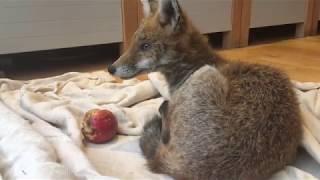 Frank fox plays with apple in my kitchen