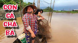 Đổ Dớn Mùa Lũ Và Cảm Giác Khi Thưởng Thức Món "Gai Cá Chốt" | #66TV #fishing