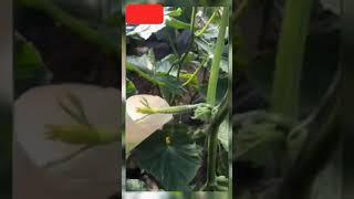 Homemade Pesticides For Vegetable Plants