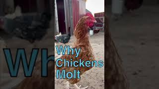 Why Chickens Molt #shorts