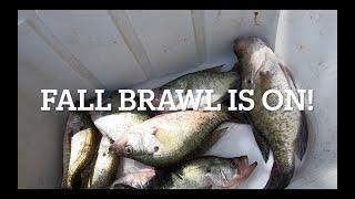 The Fall Crappie Brawl is on! They are biting good! (Catch Clean and Cook)