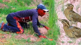 Primitive way of trapping quails using tabcha || Hunting wild quails || Raptors Today