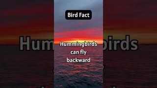 Bird facts - hummingbirds #birdfacts #hummingbirds #factsaboutbirds