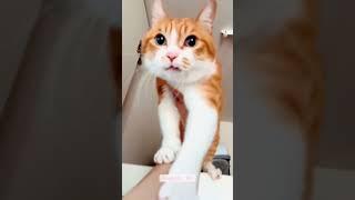 #cat #funny #happycats #catmemes #music #memes #trending #trendingshorts #new #reels