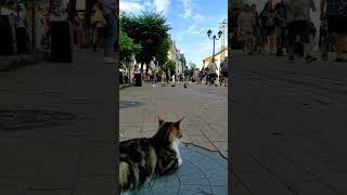 cat's relax #funny #lifecats