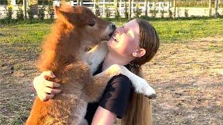 ADORABLE Baby Animal Videos | 20+ Minutes Of Cute Baby Animals