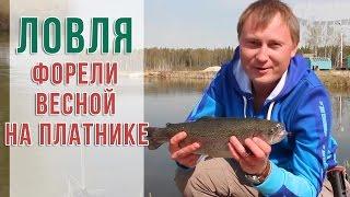 Ловля форели весной на платнике