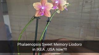 Phalaenopsis Sweet Memory Liodoro in IKEA USA? Could it be??!!!