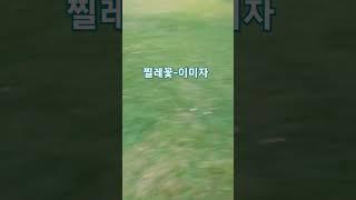 #이미자-찔레꽃#비가오고 잔디가 더 푸르게 많이 올라왔다
