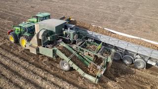 Harvesting Potatoes w/ John Deere 6R185 & 8R310