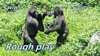 Gorilla Ringo wanted to win fighting game with brother / 小Ringo跟哥哥打鬥時,想贏的可愛表情