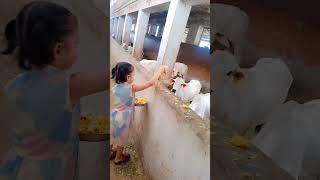 gay ki seva kar, jivan jae savar | gauseva #shortsfeed #shorts #gauseva #cow #gaumata #cutebaby