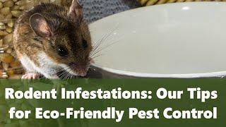 Rodent Infestations - Our Tips for Eco Friendly Pest Control. How to Get rid of Mice