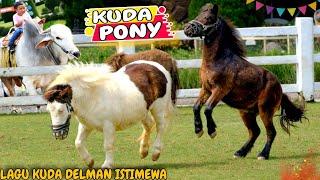 KUDA DELMAN ISTIMEWA ( KUDA PONY CIMORY LAND) LAGU KUDA DELMAN | NAIK KUDA | PONY | DELMAN | HORSE