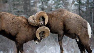 Huge Ram Rut Head Butts Best Point of View