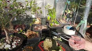 working on Ficus triangularis and other trees