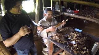 Cuban Tobacco: From Farm to Cigar