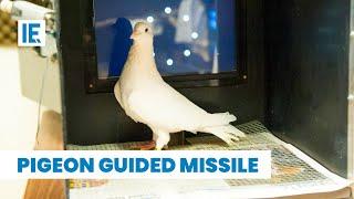 How Were Pigeons Used For Guided Missiles?