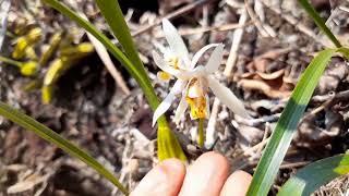 Enjoy orchids view and relax with the nature with Local guide ,กล้วยไม้ orchids  ດອກ​ເອືອງ ດອກເຜິ້ງ