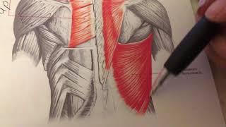Superficial back muscles EASY talk through MEMORY TIPS best