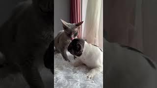 Собака и кошка. Французский бульдог. Девочка голубо-белая, носитель флаффи гена. В почках родителей.