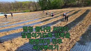 슈퍼(으뜸)백도라지 씨앗파종 및 재배방법