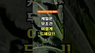 케일을 효과적으로 먹는 방법 #케일 #건강정보
