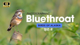 Chasing Elegance: A Visual Feast of Bluethroat Birds in Winter | Bird Photography in Hindi