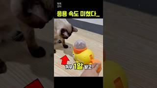 겨우 1알 나오는 장난감을 보더니…