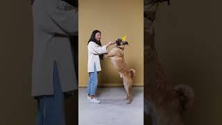 Adrienne Farricelli's Online Dog Trainer | brain training for dogs course Review 2023 #short