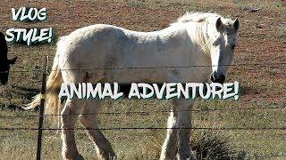 Animal Adventure - Vlog Style!