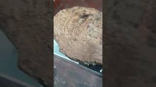 GỖ NU SƯA RỪNG QUẢNG BÌNH