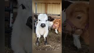 CUTE MINI COW #asmr #shorts #fyp #asmranimal #minicow  #cute