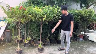 Mẫu Đơn - Bông Trang Siêu Hoa / Tuấn Bonsai LH 0378506569 #maudon #bongtrang