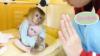 Baby monkeys Poki and Pupu don't want to leave their mom